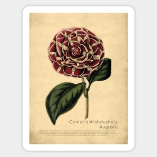 Camellia Archduchess Augusta With Details Sticker